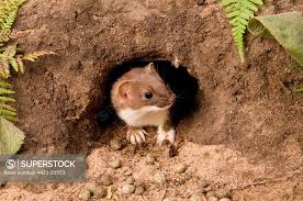 Attēlu rezultāti vaicājumam “Mustela erminea adult”