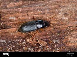 Attēlu rezultāti vaicājumam “Pseudoophonus rufipes”