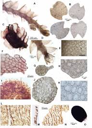 Attēlu rezultāti vaicājumam “Nardia geoscyphus”