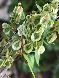 Attēlu rezultāti vaicājumam “Fallopia dumetorum”