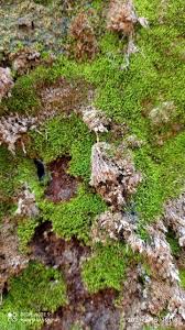 Attēlu rezultāti vaicājumam “Isothecium alopecuroides sporophyte”