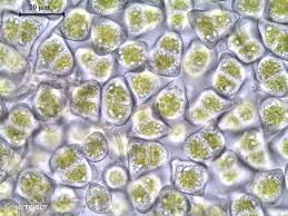 Attēlu rezultāti vaicājumam “Lophozia ventricosa”