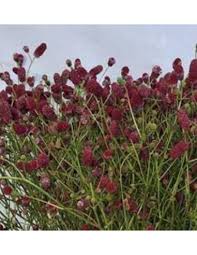 Image result for Sanguisorba officinalis