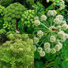 Image result for Angelica archangelica