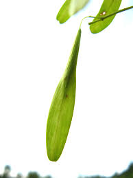 Attēlu rezultāti vaicājumam “Fraxinus pennsylvanica leaf”