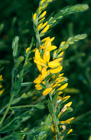 Image result for Genista tinctoria