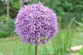 Image result for Zierlauch