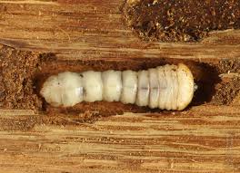 Attēlu rezultāti vaicājumam “Plagionotus detritus”