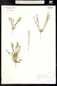 Attēlu rezultāti vaicājumam “Lepidium densiflorum”