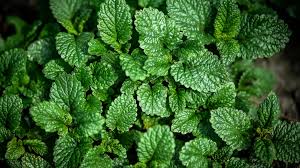 Image result for Melissa officinalis