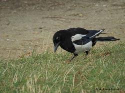 Attēlu rezultāti vaicājumam “Pica pica adult”