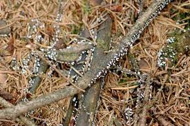 Attēlu rezultāti vaicājumam “Badhamia affinis spores”