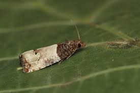 Attēlu rezultāti vaicājumam “Notocelia roborana”