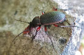 Attēlu rezultāti vaicājumam “Carabus arcensis”