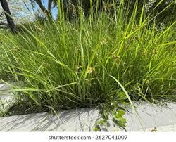 Attēlu rezultāti vaicājumam “Carex arenaria  flower”