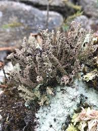 Attēlu rezultāti vaicājumam “Cladonia squamosa”