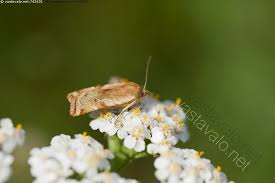 Attēlu rezultāti vaicājumam “Cryptocala chardinyi”