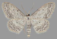 Attēlu rezultāti vaicājumam “Idaea seriata”