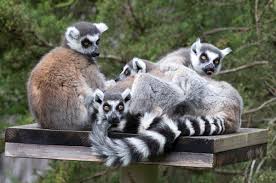 lemur ile ilgili görsel sonucu