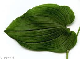 Attēlu rezultāti vaicājumam “Maianthemum bifolium leaf”
