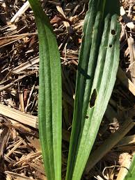 Attēlu rezultāti vaicājumam “Plantago lanceolata leaf”