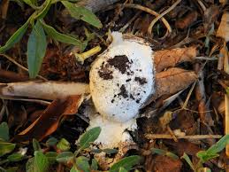 Attēlu rezultāti vaicājumam “Fuligo septica var. candida spores”