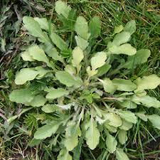 Attēlu rezultāti vaicājumam “Erigeron acris flower”