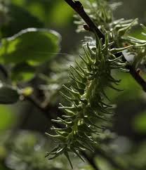 Attēlu rezultāti vaicājumam “Salix caprea fruit”
