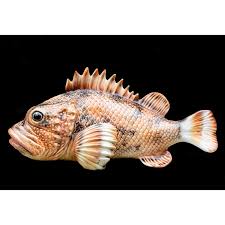 Image result for Scorpaena scrofa