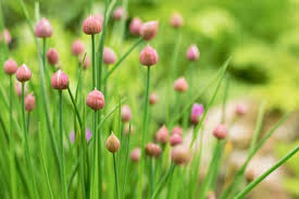 Attēlu rezultāti vaicājumam “Allium schoenoprasum bud”