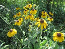Attēlu rezultāti vaicājumam “Rudbeckia hirta var. pulcherrima flower”