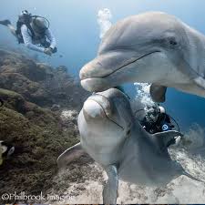 Image result for World Divers