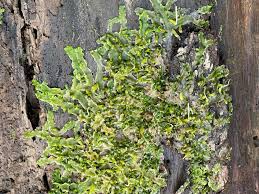Attēlu rezultāti vaicājumam “Nowellia curvifolia sporophyte”