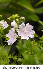 Attēlu rezultāti vaicājumam “Malva moschata alba”