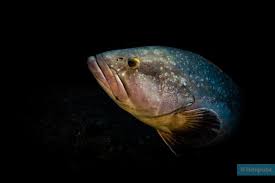 Image result for Epinephelus marginatus