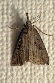 Attēlu rezultāti vaicājumam “Hypena rostralis”