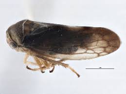 Attēlu rezultāti vaicājumam “Oncopsis sp.”