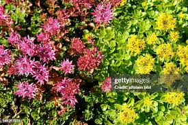 Attēlu rezultāti vaicājumam “Sedum aizoon flower”