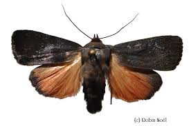 Attēlu rezultāti vaicājumam “Amphipyra livida”