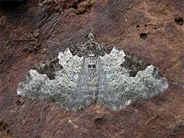 Attēlu rezultāti vaicājumam “Xanthorhoe fluctuata”