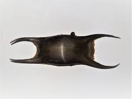 Image result for Raja montagui