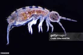 Attēlu rezultāti vaicājumam “Collembola”