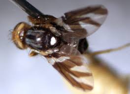 Attēlu rezultāti vaicājumam “Brachycera”