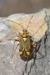 Attēlu rezultāti vaicājumam “Rhabdomiris striatellus imago”