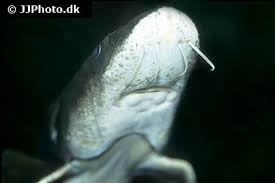 Image result for Huso brevirostrum