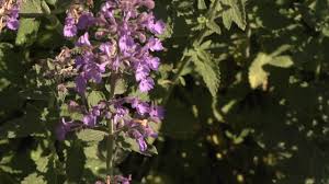 Attēlu rezultāti vaicājumam “Nepeta x faassenii leaf”