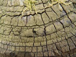 Attēlu rezultāti vaicājumam “Coenogonium pineti”