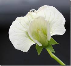 Attēlu rezultāti vaicājumam “Pisum sativum flower”