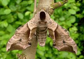 Attēlu rezultāti vaicājumam “Smerinthus ocellata”