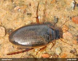 Attēlu rezultāti vaicājumam “Colymbetes striatus”